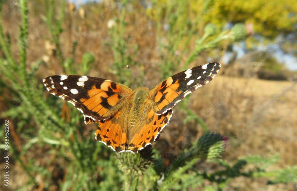 Painted lady butterfly on thistle plant in autumn garden, closeup Painted lady butterfly on thistle plant in autumn garden, closeup