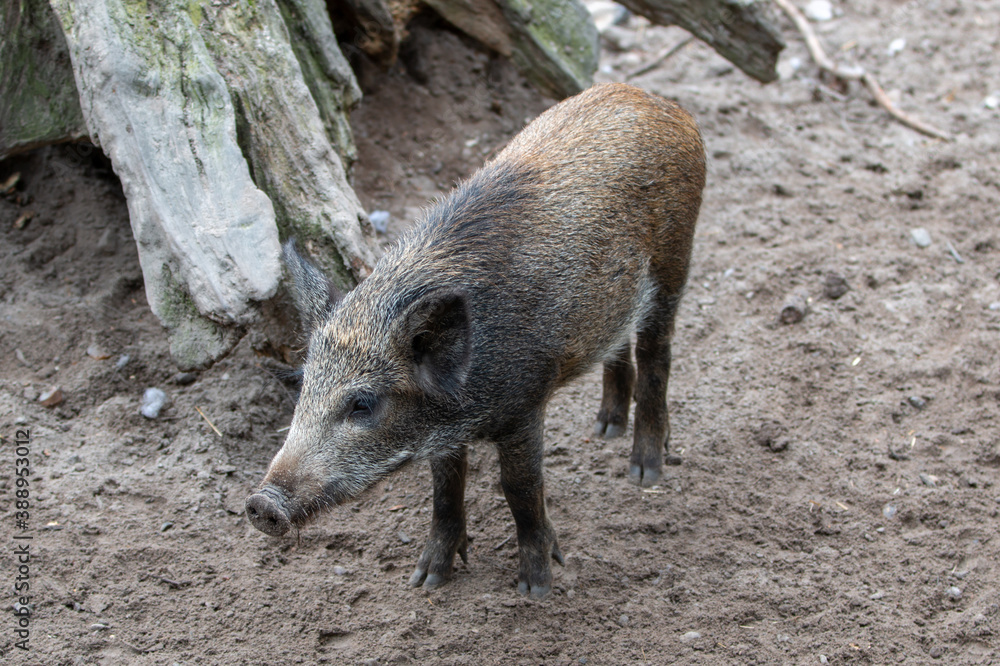 Wild boar (in german Wildschwein) Sus scrofa Wild boar (in german Wildschwein) Sus scrofa