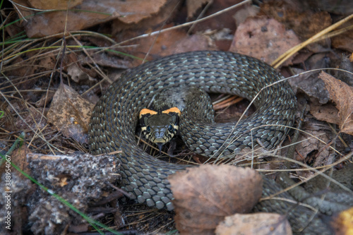 Snake Natrix natrix.