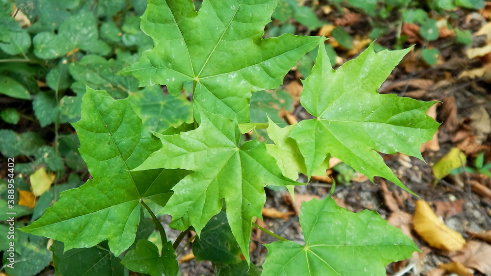  young maple tree in the forest                                                             