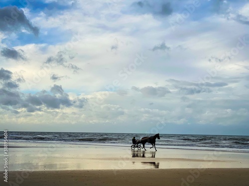 Tableau sur toile horse on the beach