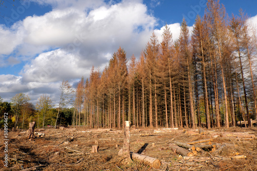 Dead trees and deforested woodland by reason of drought and bark beetle infestation in times of climate change and forest dieback - Stockphoto 