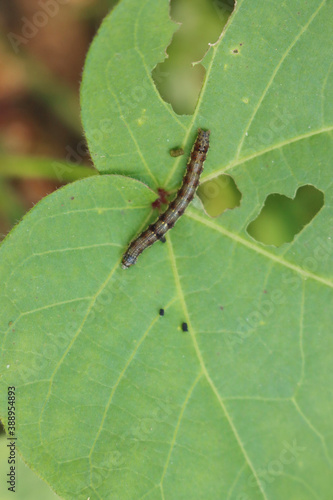 Close-up of a caterpillar eating a Cotton green leaf in the field. Caterpillar on a Gossypium plant 
