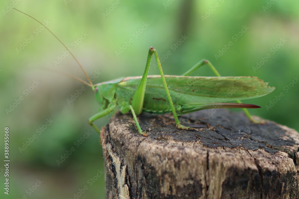 Close-up of green grasshopper in the garden. Conocephalus fuscus Close-up of green grasshopper in the garden. Conocephalus fuscus