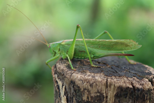 Close-up of green grasshopper in the garden. Conocephalus fuscus © saratm