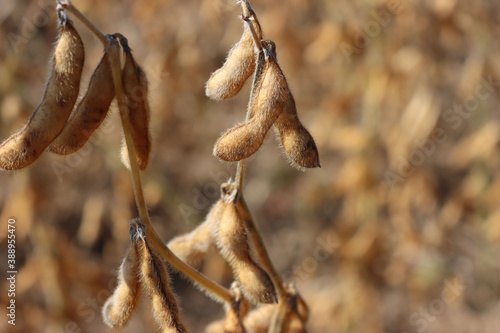 Close-up of dry Soybean field ready to harvest on a sunny day. Cultivated Glycine max 
