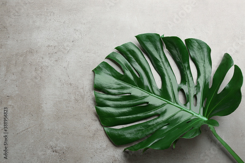Beautiful monstera leaf on light grey background, top view with space for text. Tropical plant