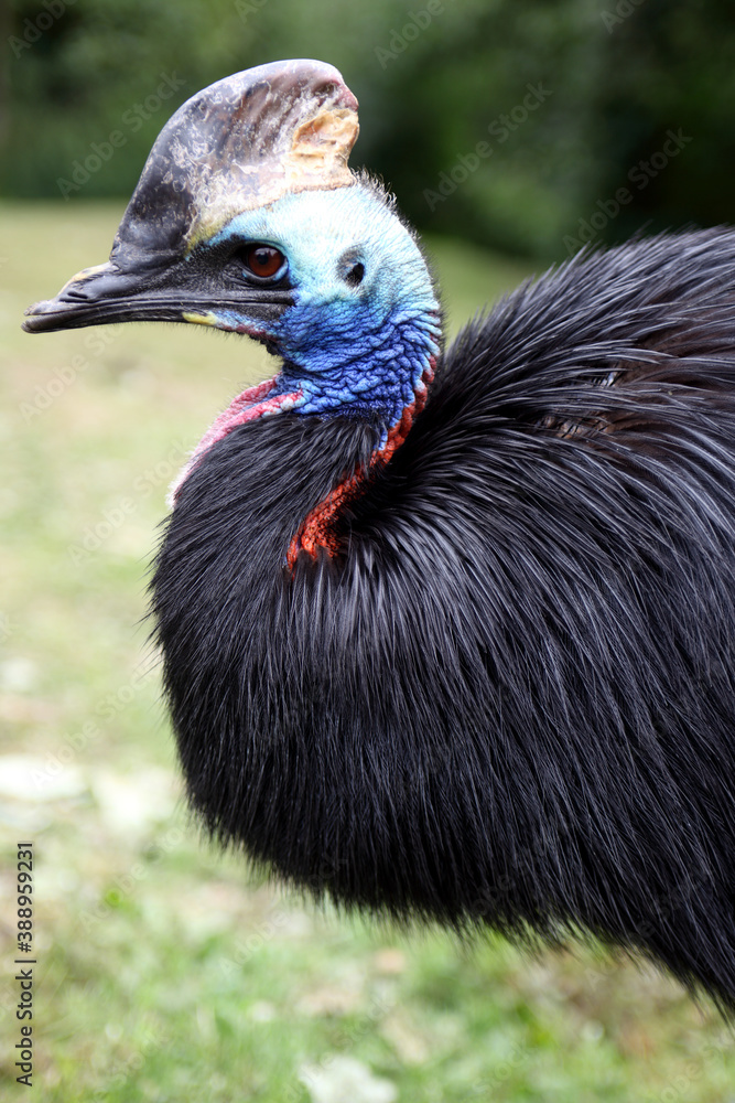Fototapeta premium Cassowary (Casuarius casuarius) Casoar