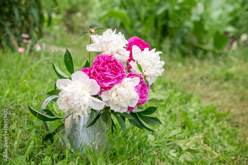 Bouquet of beautiful peonies in the garden. Pink and white peonies in a tin jug. Soft focus