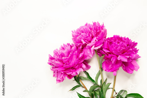 Pink peonies on white background. Top view, copy space