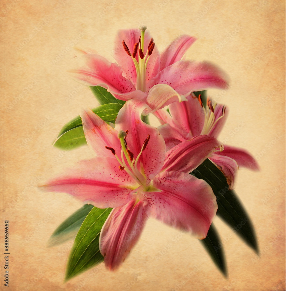 Tender nice flowers of lilies, pink romantic lily, isolated Tender nice flowers of lilies, pink romantic lily, isolated