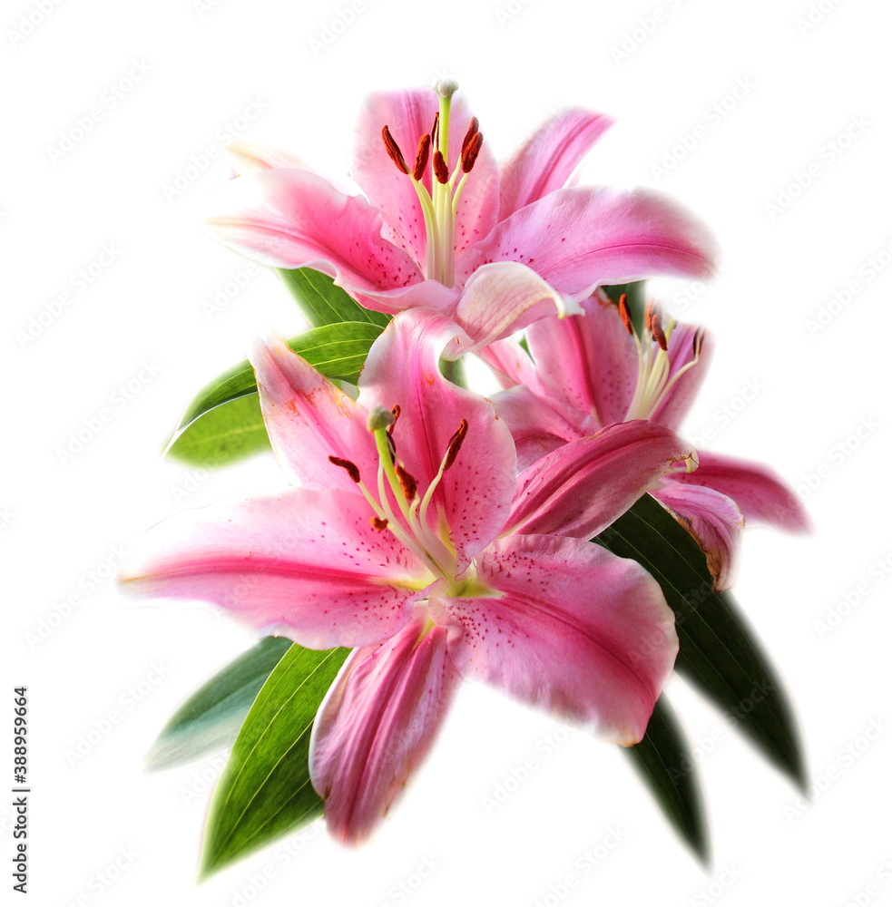 Tender nice flowers of lilies, pink romantic lily, isolated 