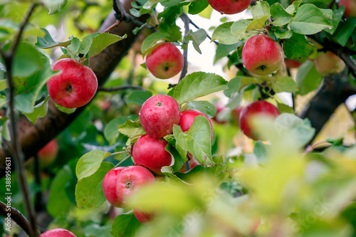 Red, ripe apples on a branch with green leaves