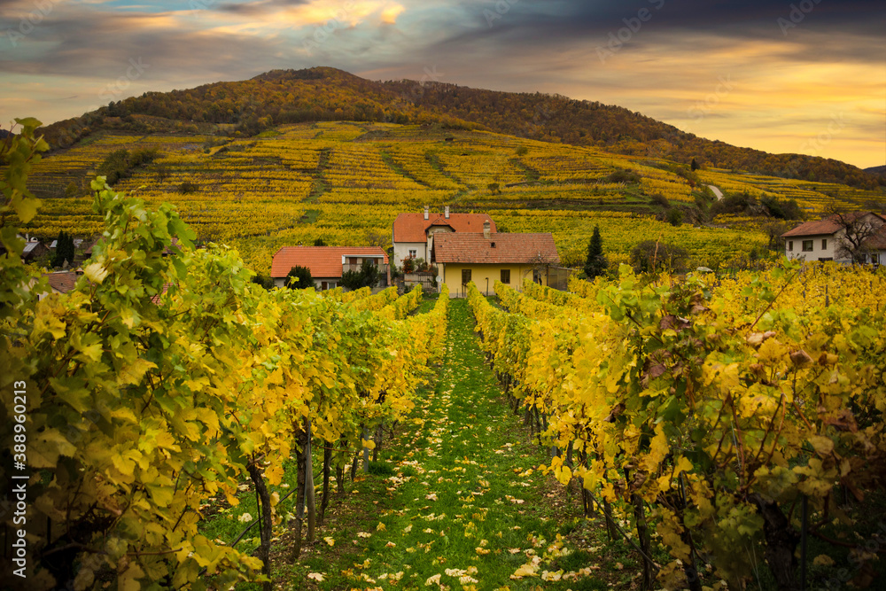 Naklejka premium Famous vineyards in Wachau valley, Spitz, Lower Austria.