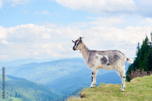 Close up of beautiful mammal animal standing on green grass, breathtaking mountain scenery on background. Rocky mountain goat in warm summer day, cloudy sky.