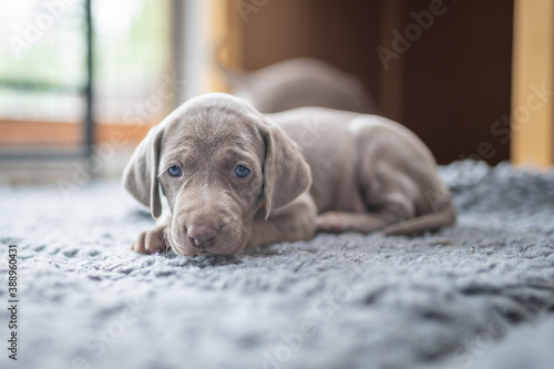 Puppy of weimaraner hound pointing dog laying on grey banket in house.