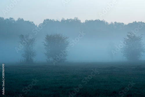 An early morning mist in Kampinos National Park, Warsaw. The silhuettes of the bushes and trees are barely visible due to thick fog.