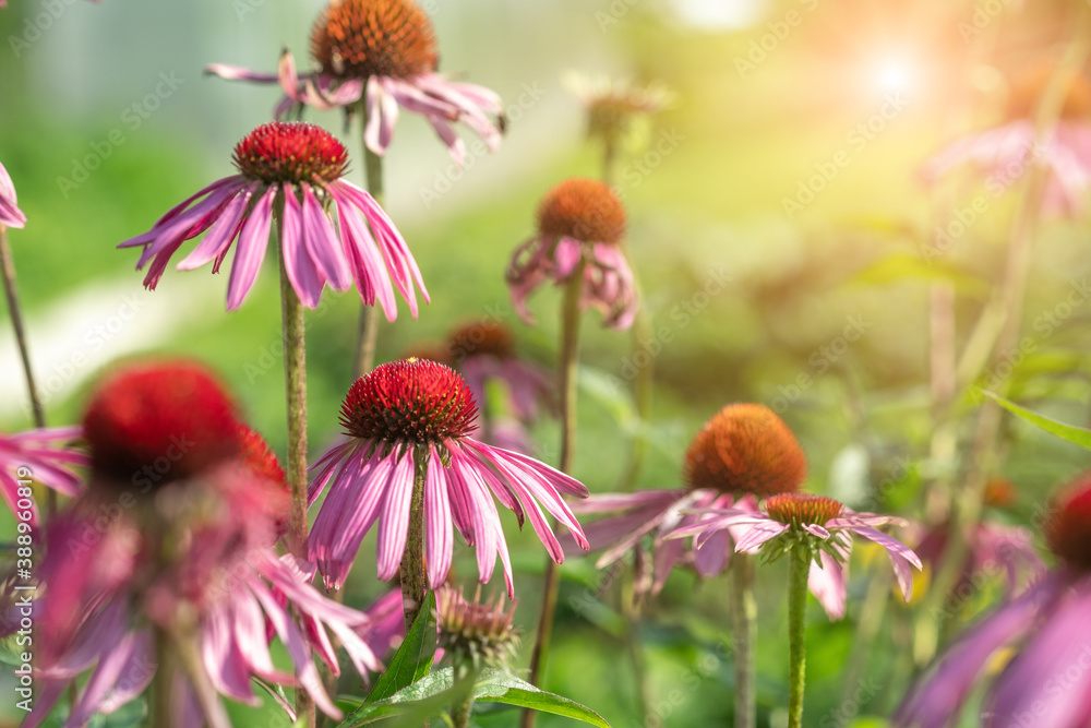 Close-up of Echinacea Purpurea in garden. Medicinal flower to enhance immunity. Selective focus Close-up of Echinacea Purpurea in garden. Medicinal flower to enhance immunity. Selective focus