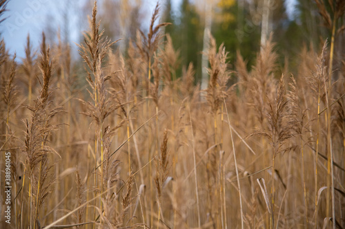 Natural background. Thickets of reeds. Soft focus. A photo with a shallow depth of field. Selective focus on nearby plants.
