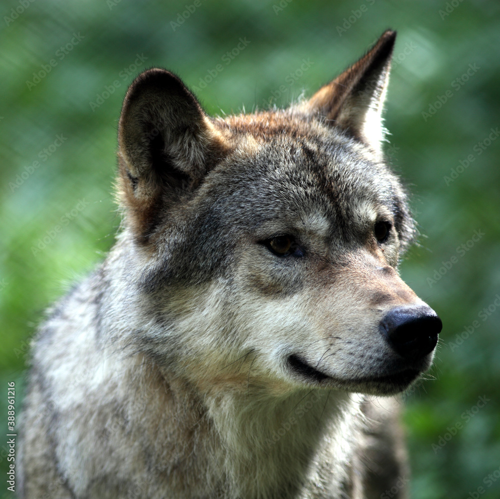 European Wolf (Canis lupus) Loup d'Europe European Wolf (Canis lupus) Loup d'Europe