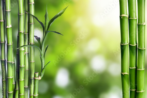 Bamboo.