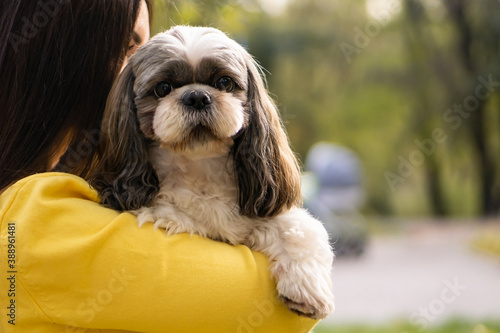 Shih-Tzu dog in female hands on the background of an autumn park .