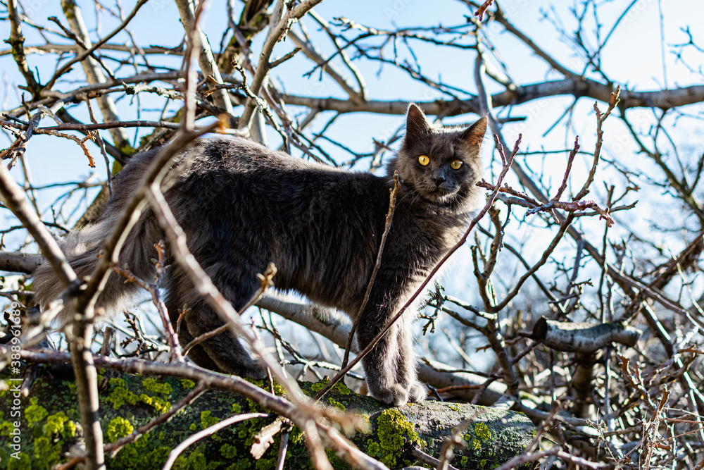 A pet Maine Coon cat of gray graphite color climbs and walks among the dry branches of trees in the garden. The season of spring and harvesting in the garden. A pet Maine Coon cat of gray graphite color climbs and walks among the dry branches of trees in the garden. The season of spring and harvesting in the garden.