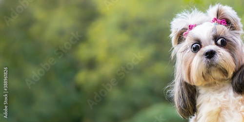 Fanny shih-tzu dog with peeps. photo