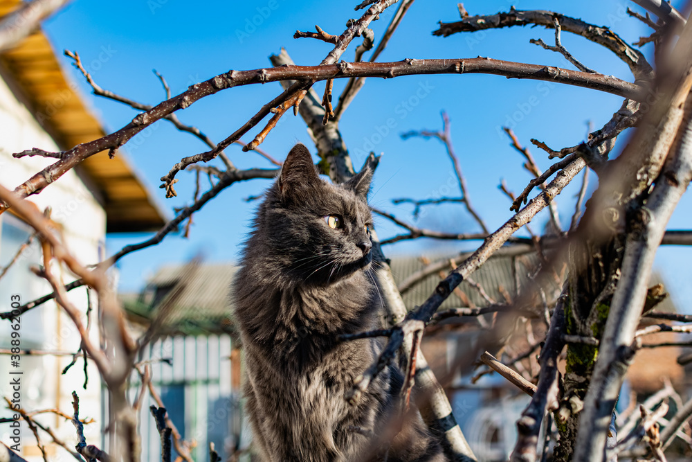 A pet Maine Coon cat of gray graphite color climbs and walks among the dry branches of trees in the garden. The season of spring and harvesting in the garden.