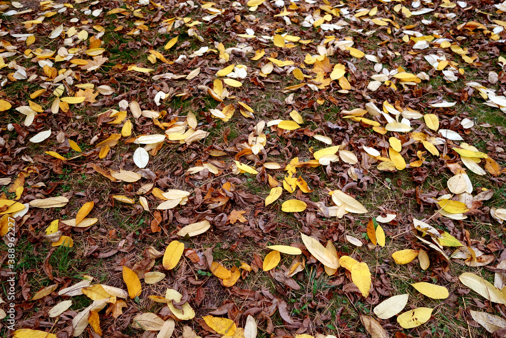 various fallen leaves on ground.