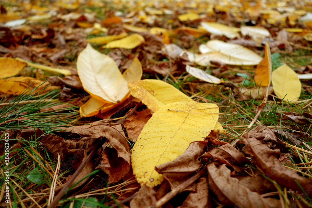 Close-up of various fallen leaves on ground. Close-up of various fallen leaves on ground.