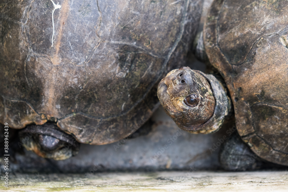 A tortoise sanctuary located in the heart of Singapore. A tortoise sanctuary located in the heart of Singapore.