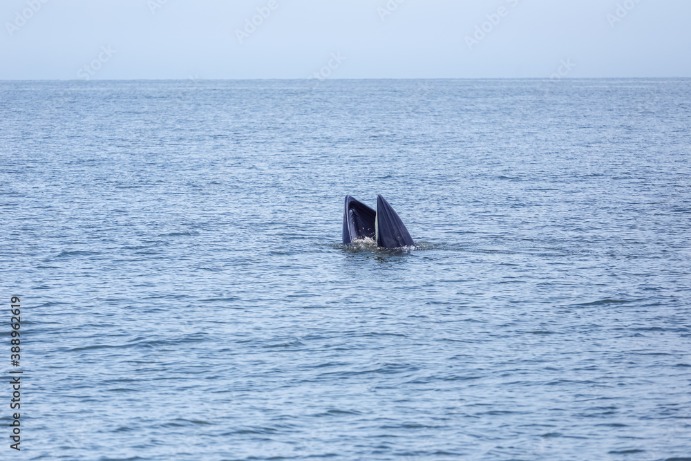 Fototapeta premium bryde's whale watching in gulf of thailand