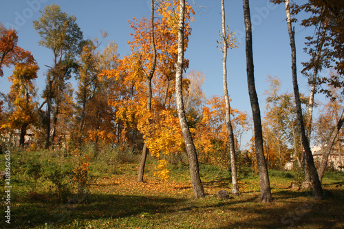 Trees in autumn park.