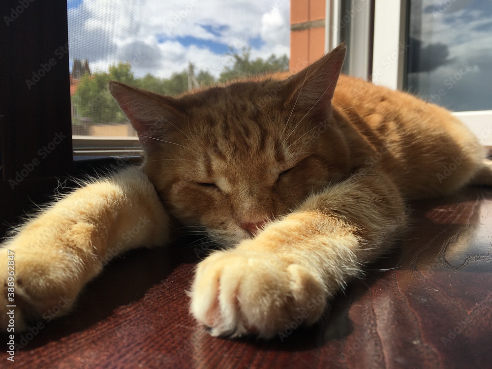 A ginger tabby domestic cat sleeps on the windowsill with its head between its outstretched paws. Front view. The topic of keeping pets.