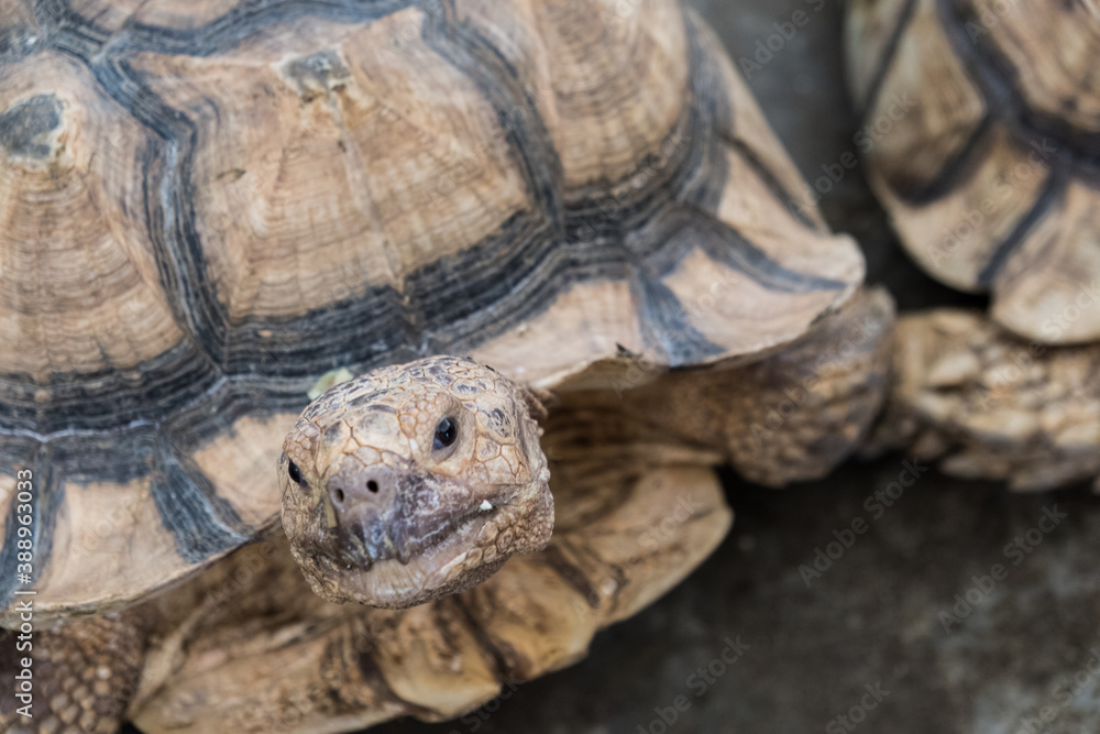 A tortoise sanctuary located in the heart of Singapore. A tortoise sanctuary located in the heart of Singapore.