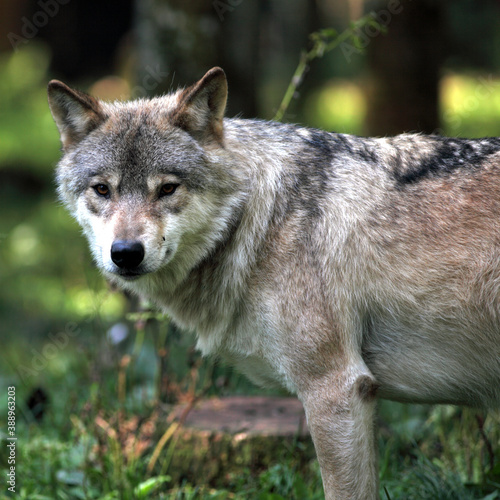 European Wolf  Canis lupus  Loup d Europe