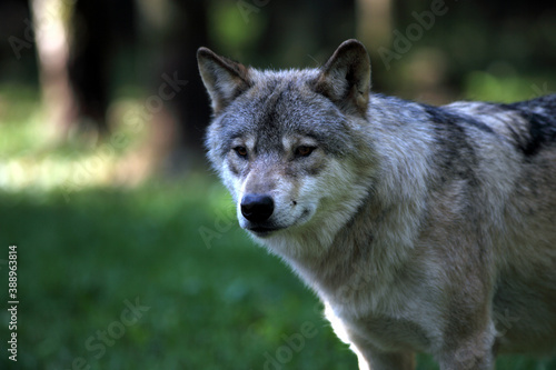 European Wolf  Canis lupus  Loup d Europe