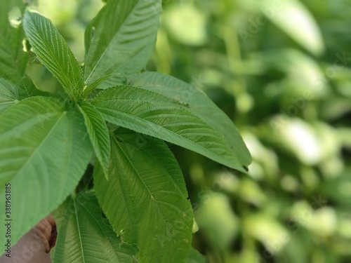 green colored jute leaf closeup photo