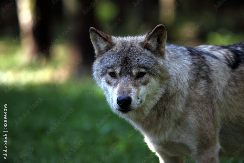 European Wolf (Canis lupus) Loup d'Europe