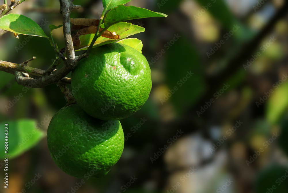 Green Orange fruits on the tree, Orange tree with leaves, closeup of orange fruits. Green Orange fruits on the tree, Orange tree with leaves, closeup of orange fruits.