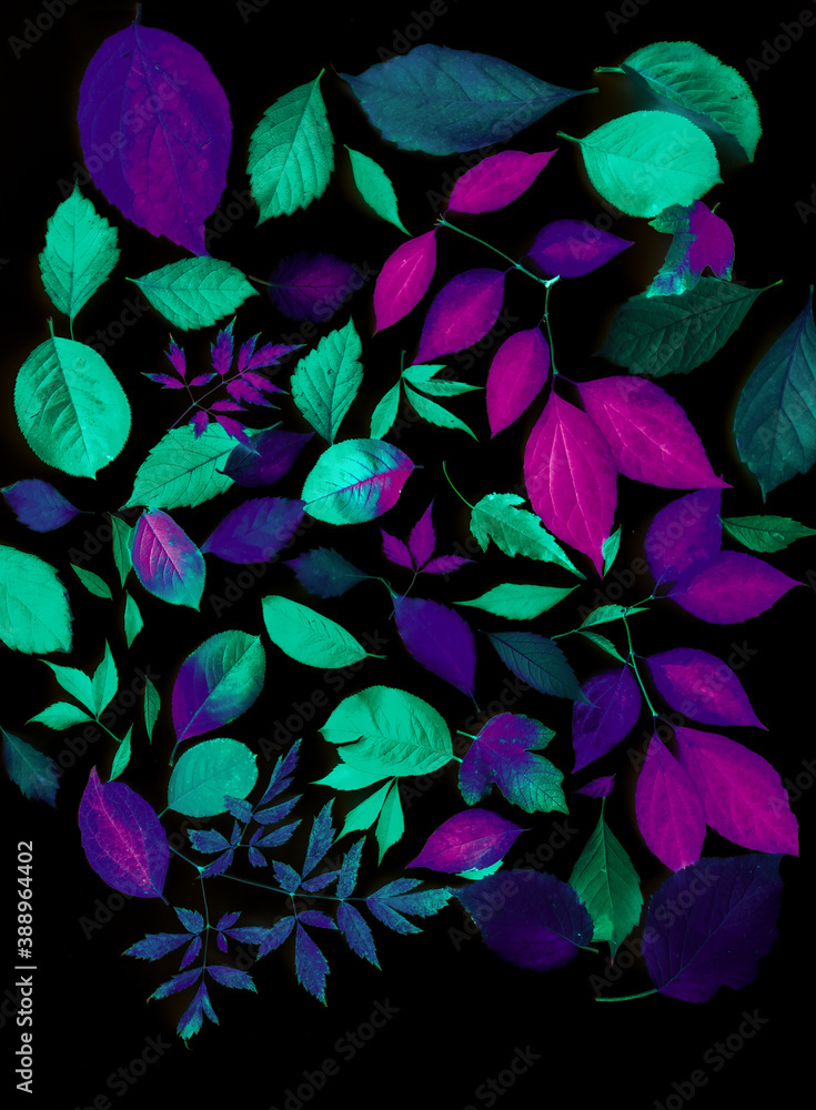 Autumn leaves from different trees on a black background. Autumn leaves from different trees on a black background.
