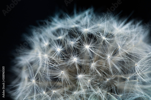 Fluffy dandelion ball on a black background. Abstract details in nature close-up