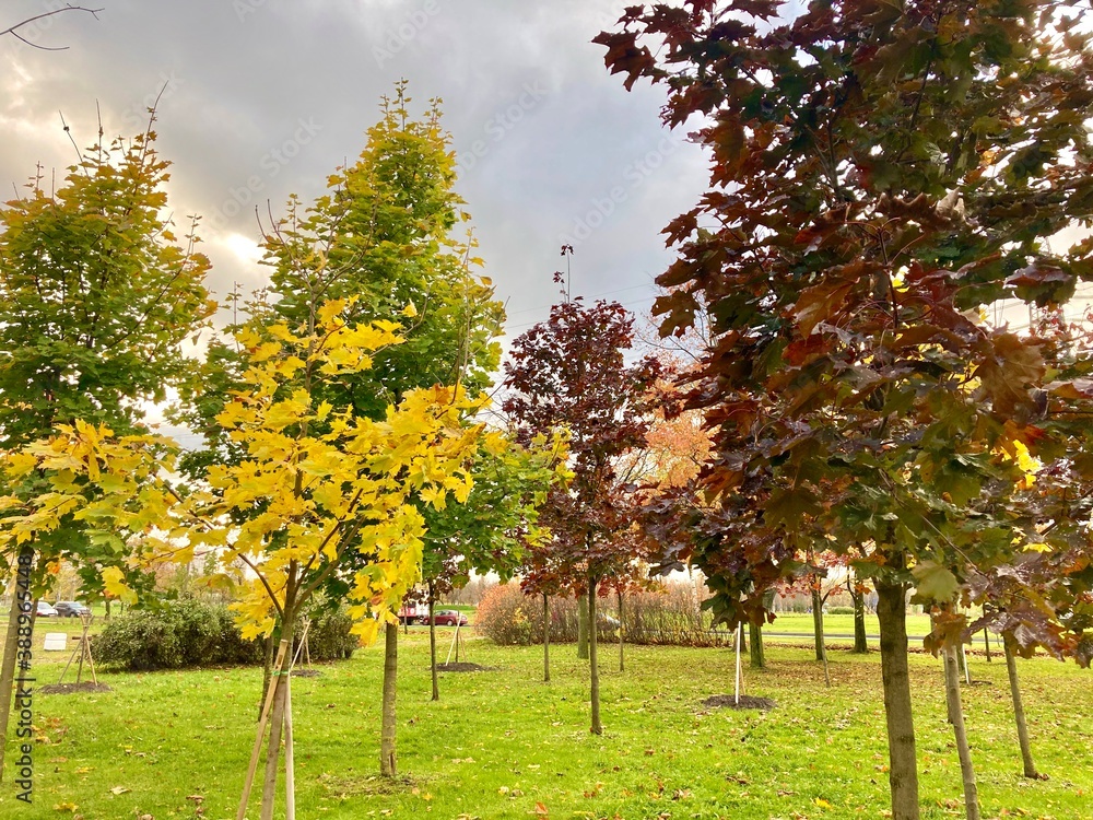 autumn in the park