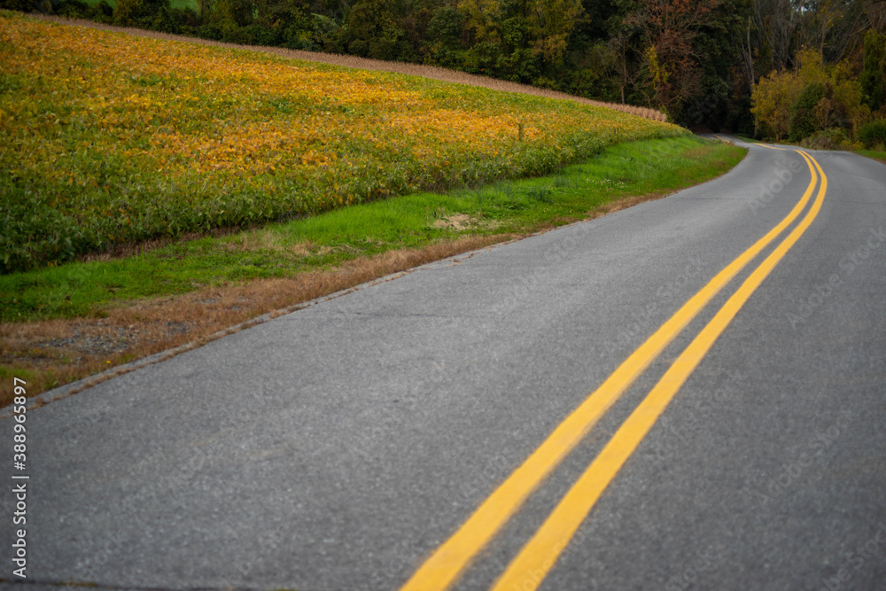 Idyllic scene full frame in natural light with copy space. Bold yellow lines and fall foliage, ripening soy beans. Idyllic scene full frame in natural light with copy space. Bold yellow lines and fall foliage, ripening soy beans.