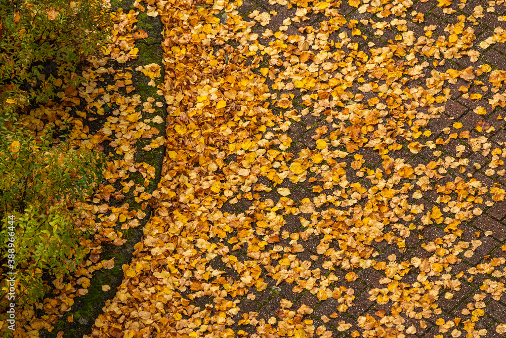 View from above of colorful autumn leaves in a parking lot View from above of colorful autumn leaves in a parking lot