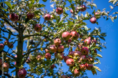 Organic apples hanging on branch of apple tree
