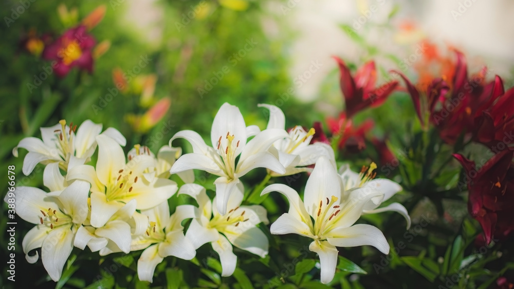Obraz premium Flower of white lily in the garden