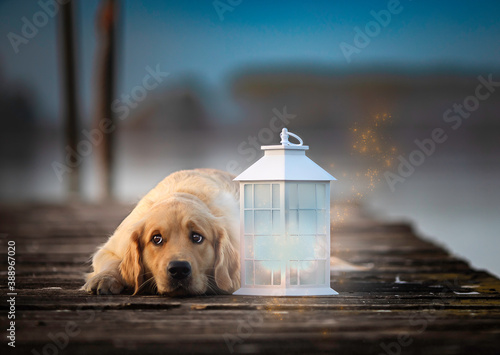 Cane Golden Retriever sul molo vicino ad una lanterna magica