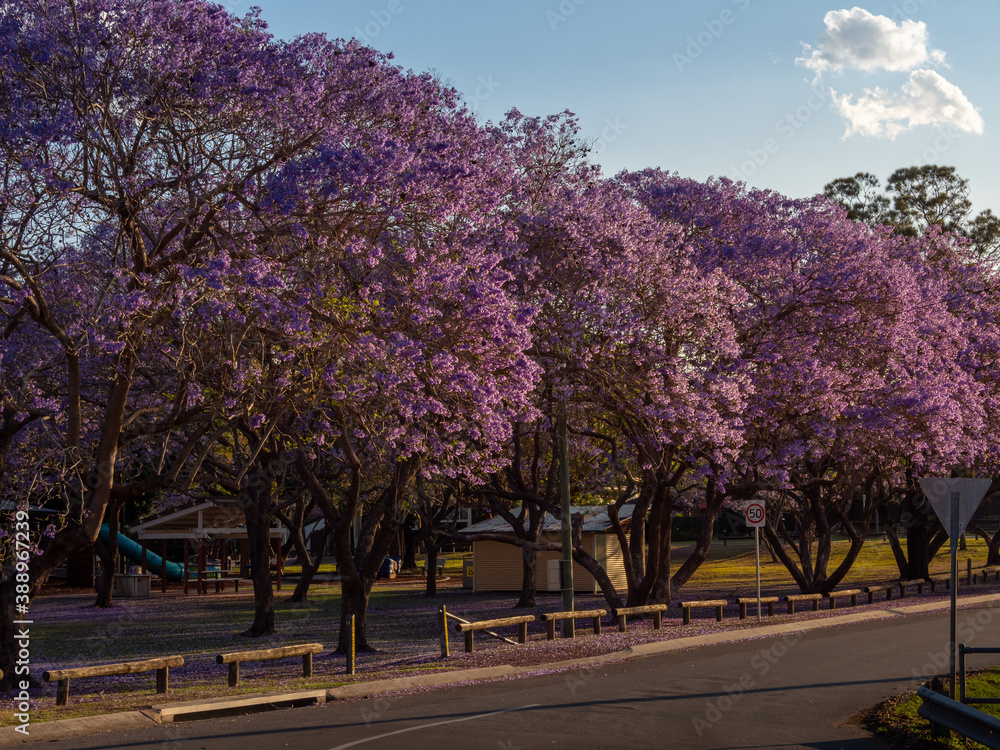 Jacarandas in Bloom in Parkland with Afternoon Light Jacarandas in Bloom in Parkland with Afternoon Light